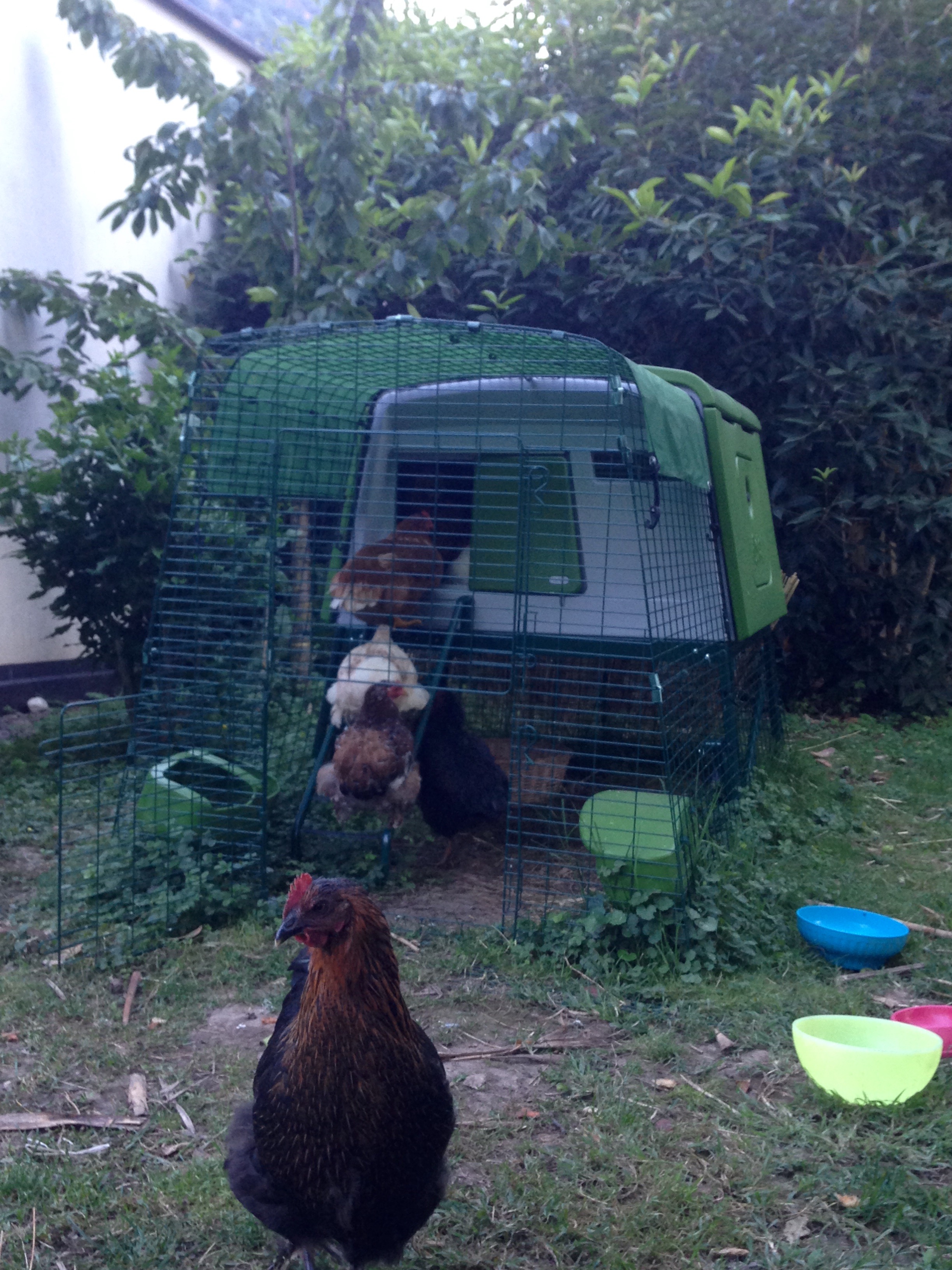 Large Chicken Coop Eglu Cube