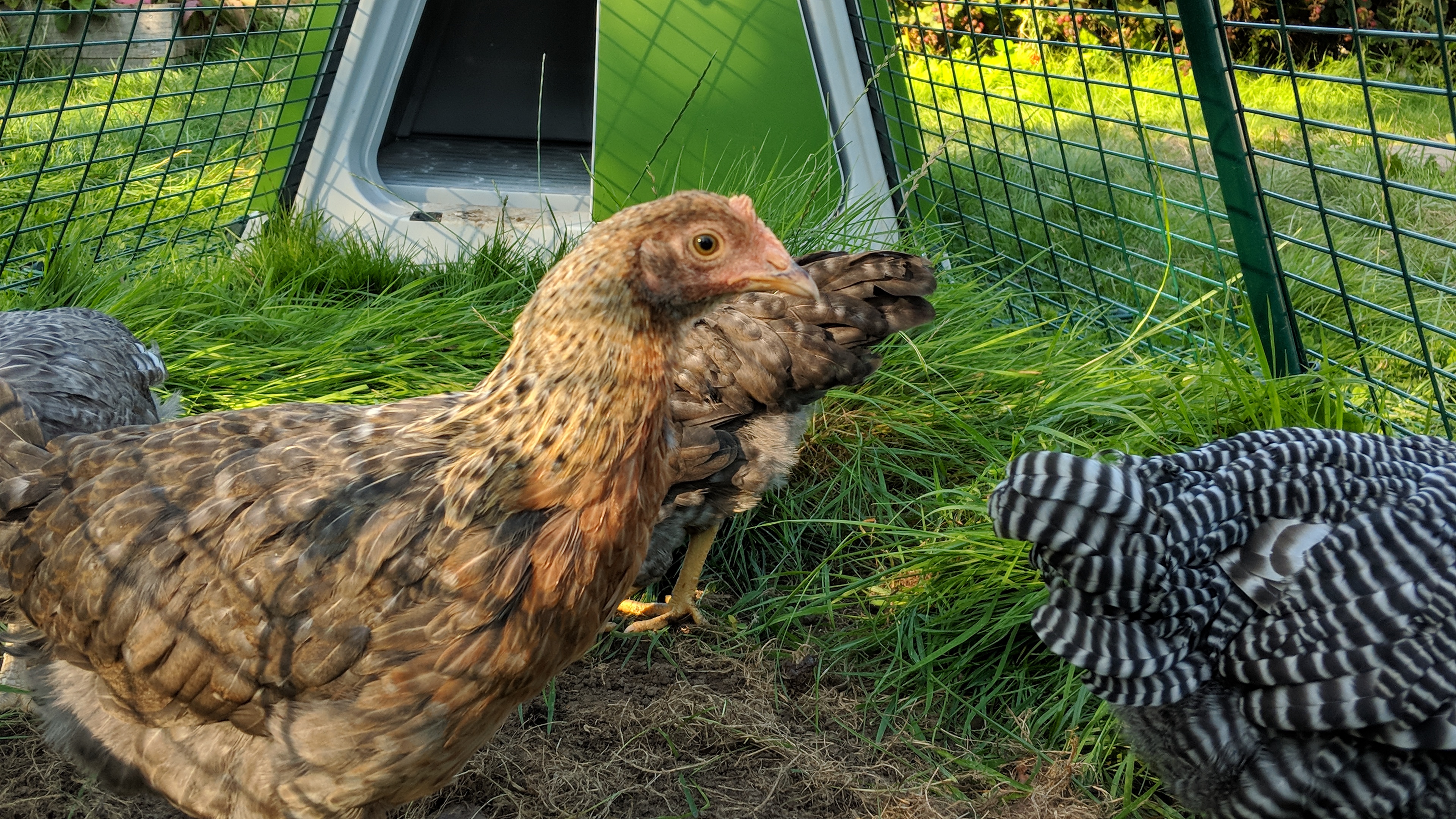 Eglu Go Chicken Coop Chicken Coops, Walk in Chicken Runs, Chicken