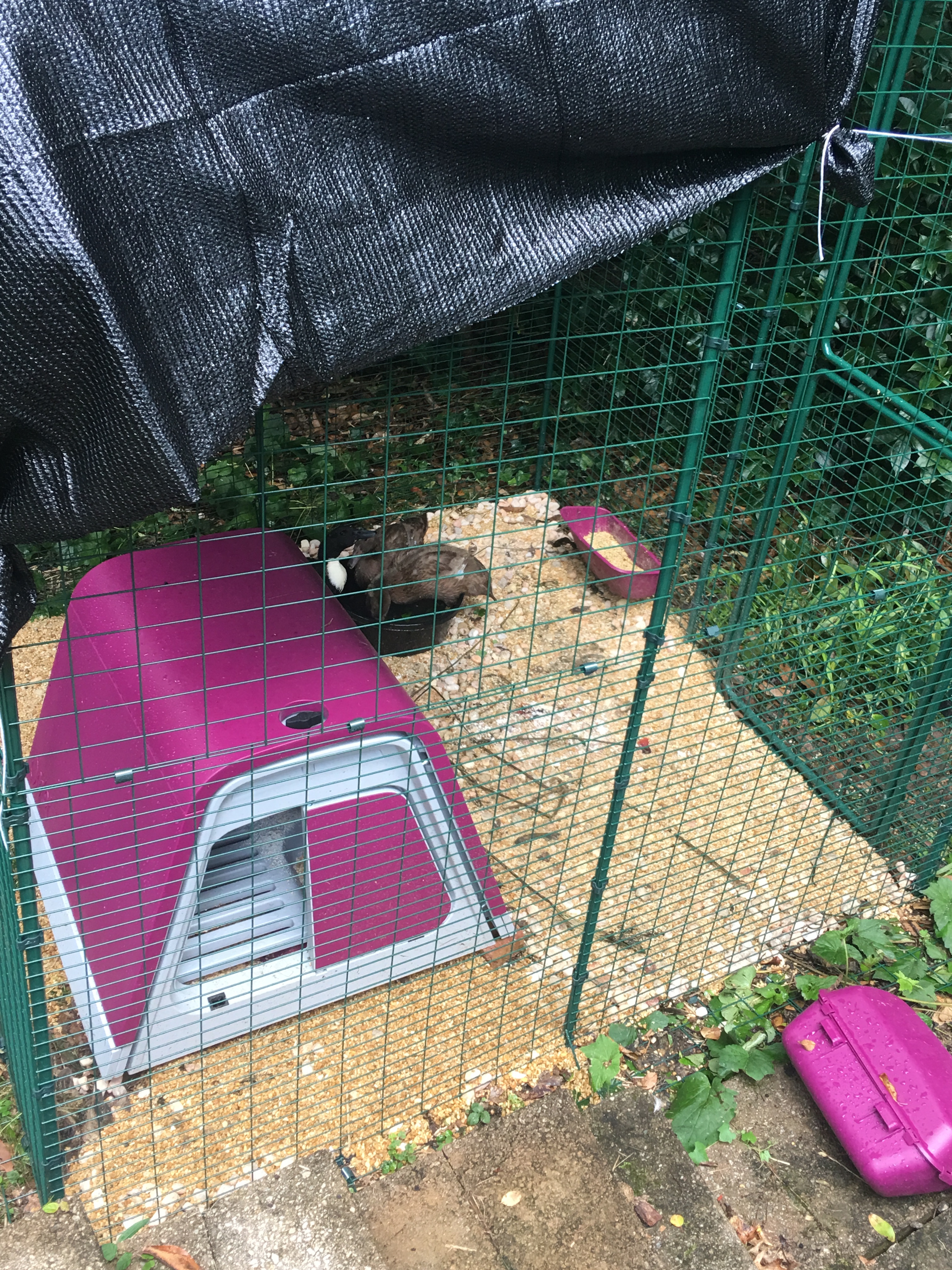 6ft Run For Eglu Go With Shade