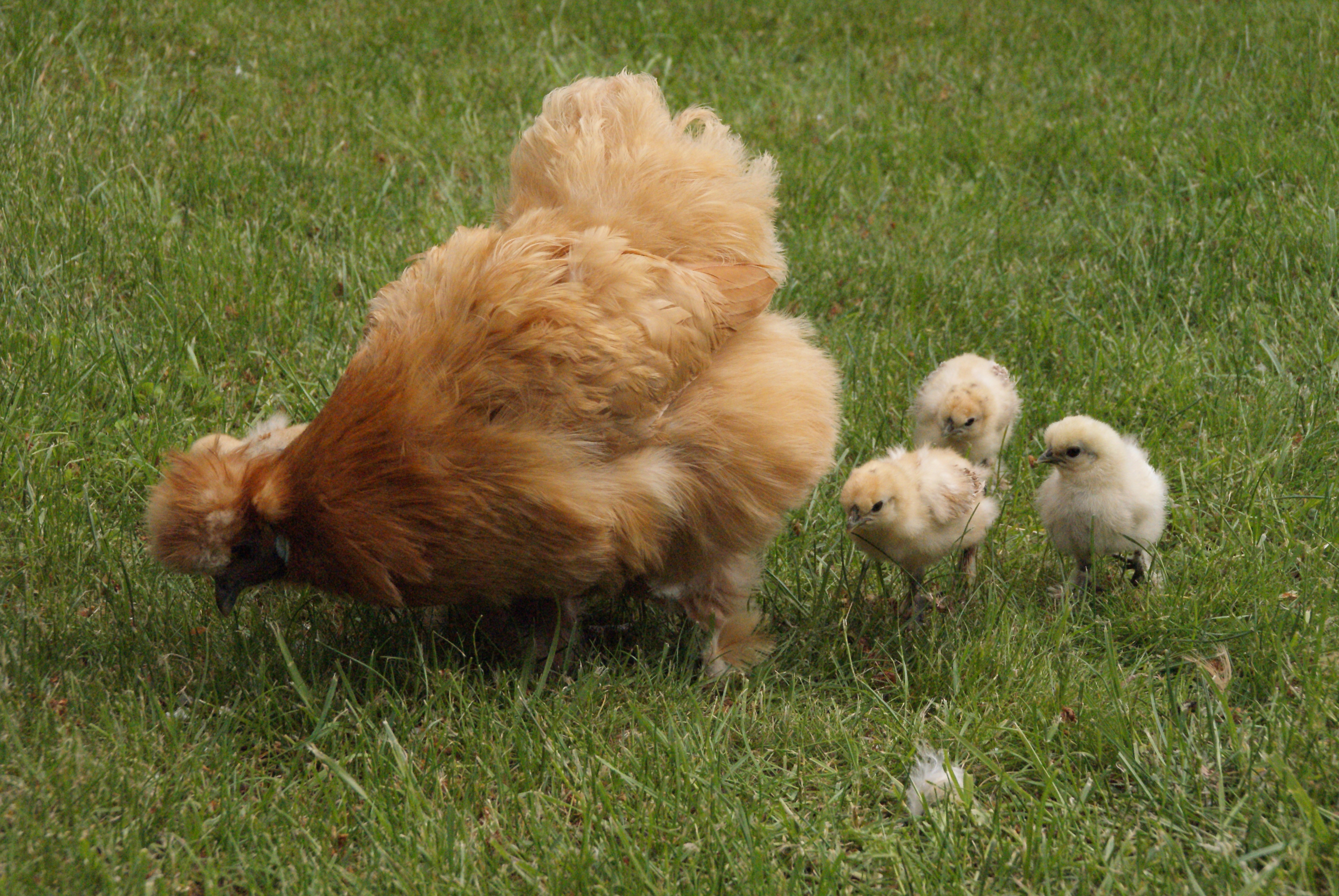 Yam Coop Eglu Chicken Coop Australia