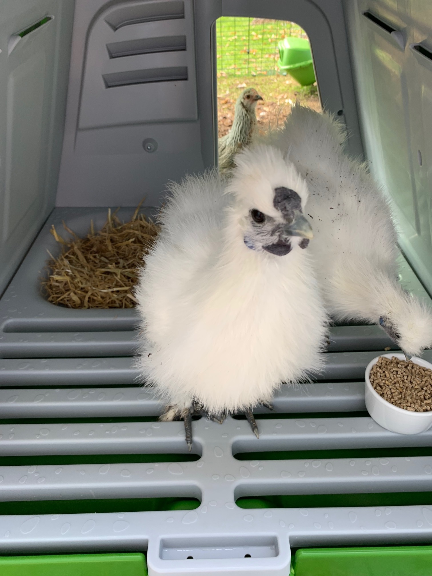 Eglu Go Chicken Coop Chicken Coops, Walk in Chicken Runs, Chicken