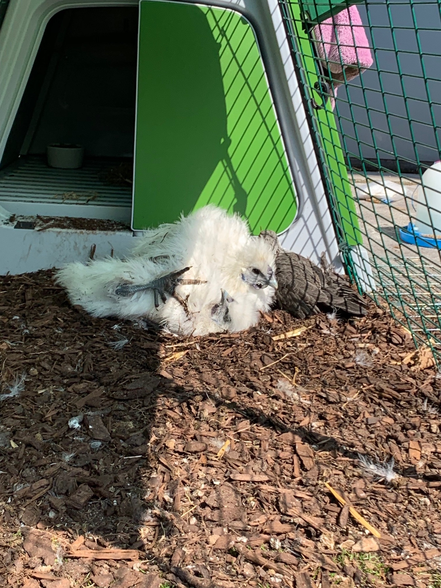 Eglu Go Chicken Coop Chicken Coops, Walk in Chicken Runs, Chicken