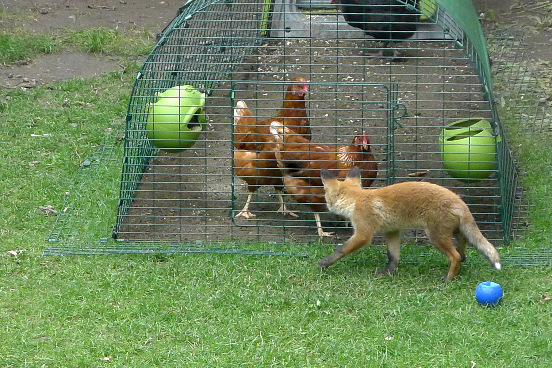 Lisa Thomas' Eglu Classic and Run keeps her chickens safe and foxes at bay