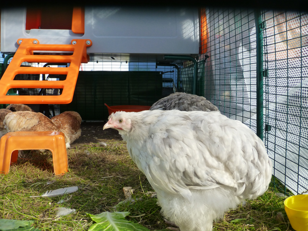 Helen Goodson's four Bantams and two Cochins absolutely love their Elgu Cube