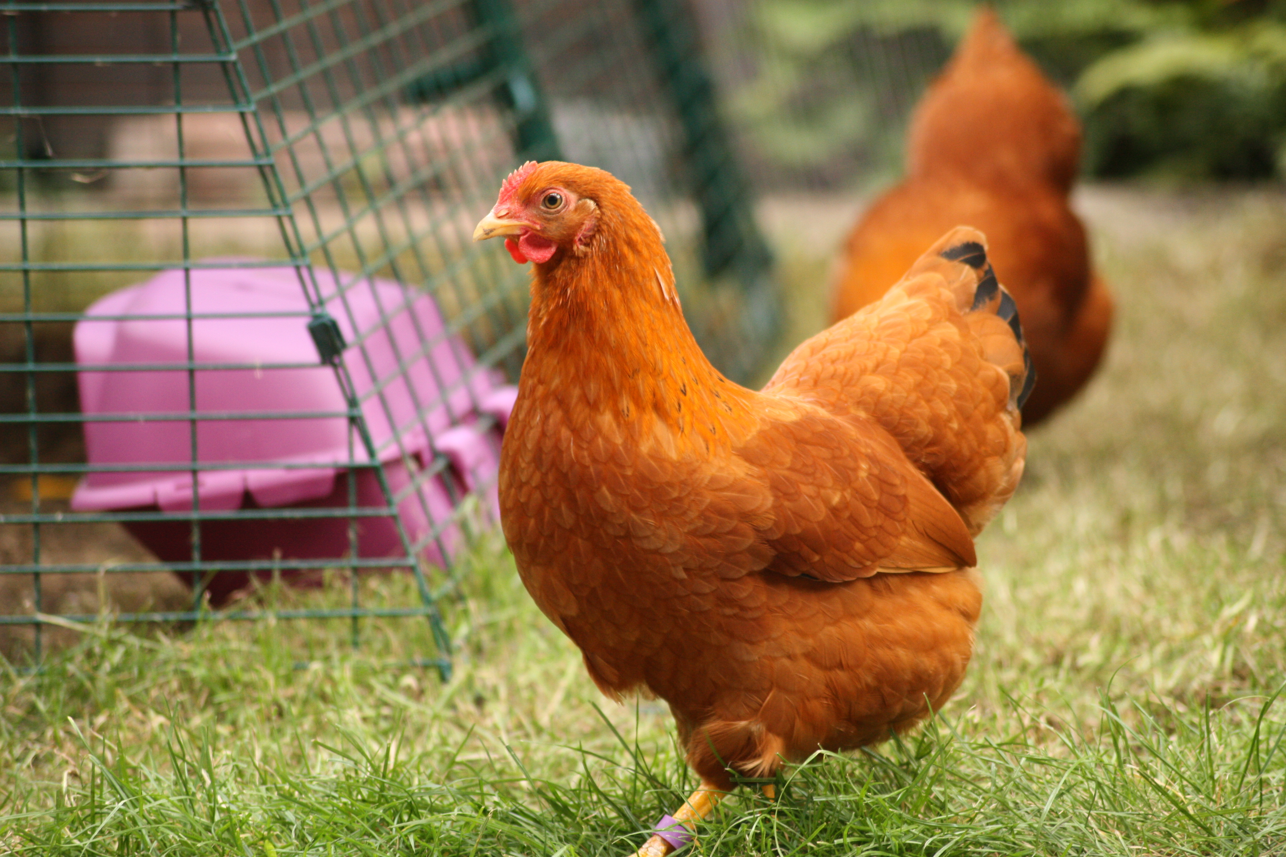 If your hens get a little muddy they might want a wash