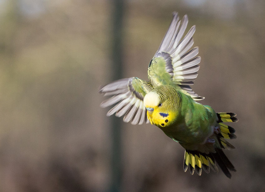 escaped parakeet flying