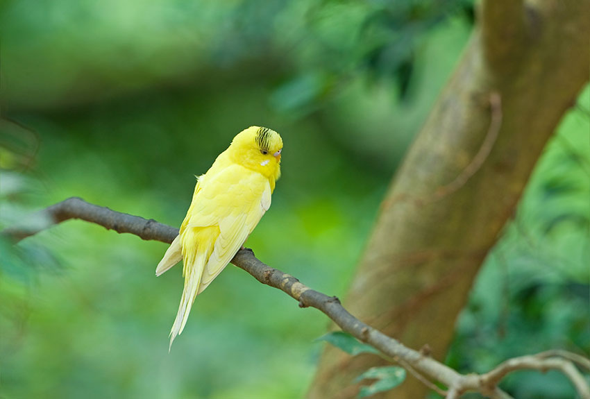 escaped parakeet in a tree