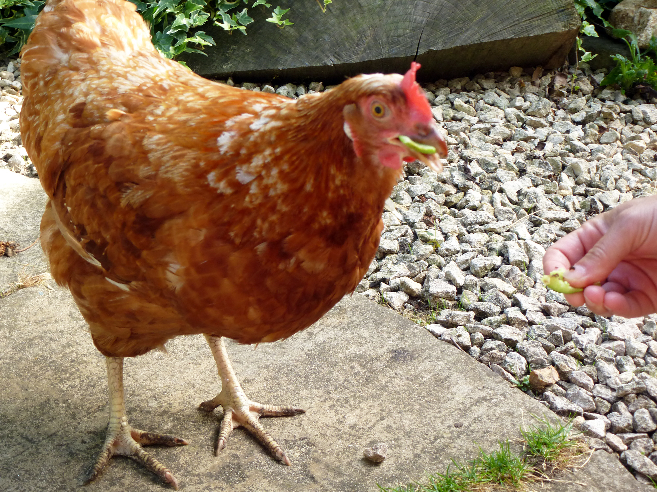 ExBattery Hen For Sale Chickens Breed Information Omlet