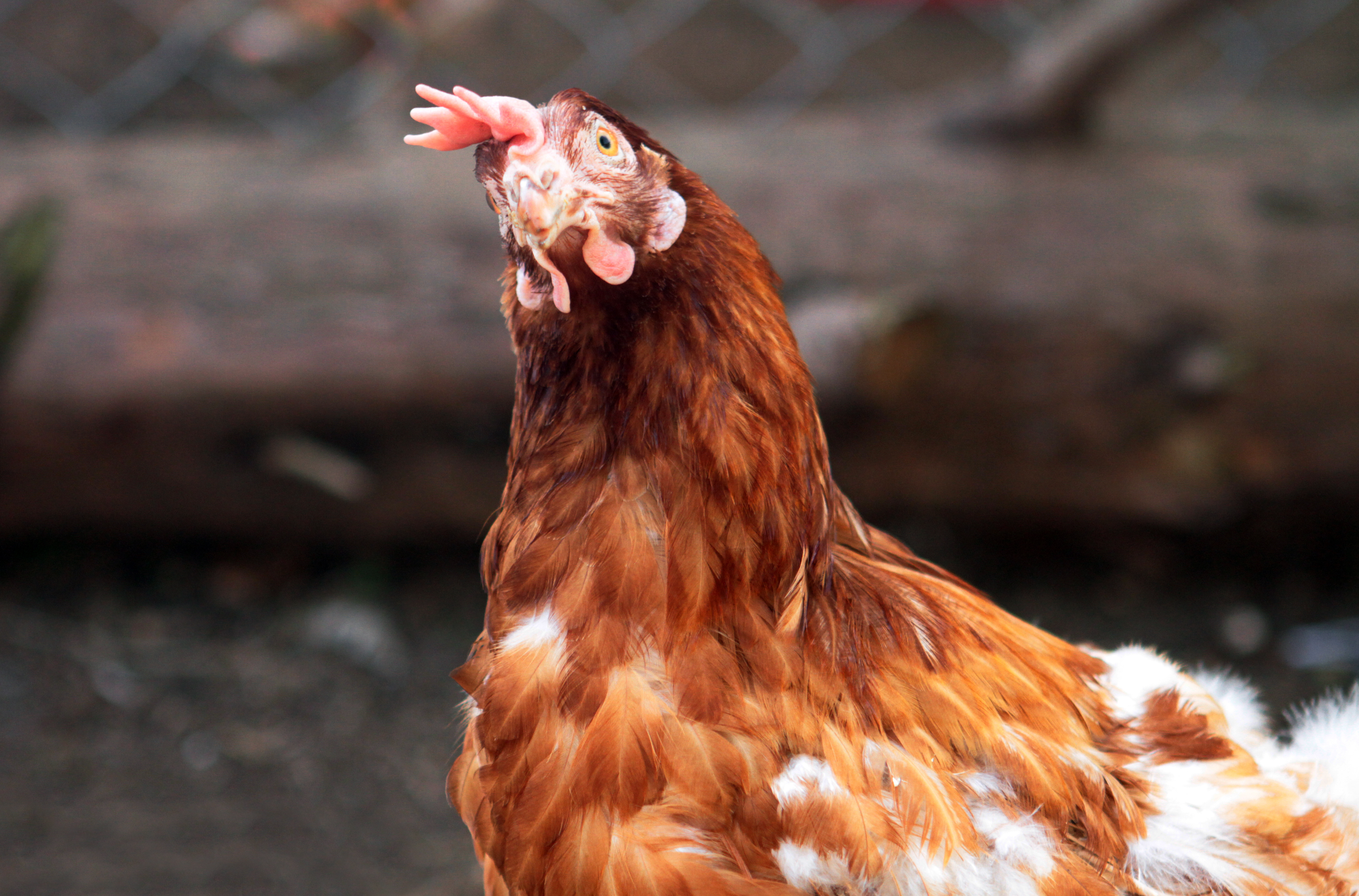 ExBattery Hen For Sale Chickens Breed Information Omlet