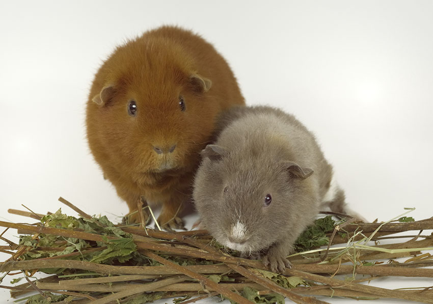fast guinea pig friends