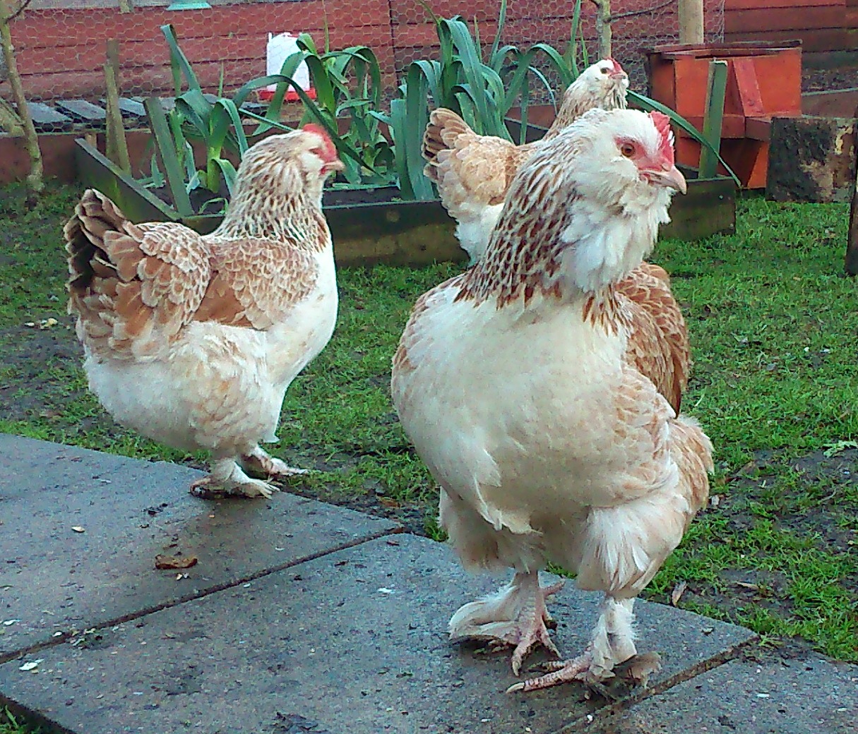 Faverolle For Sale Chickens Breed Information Omlet