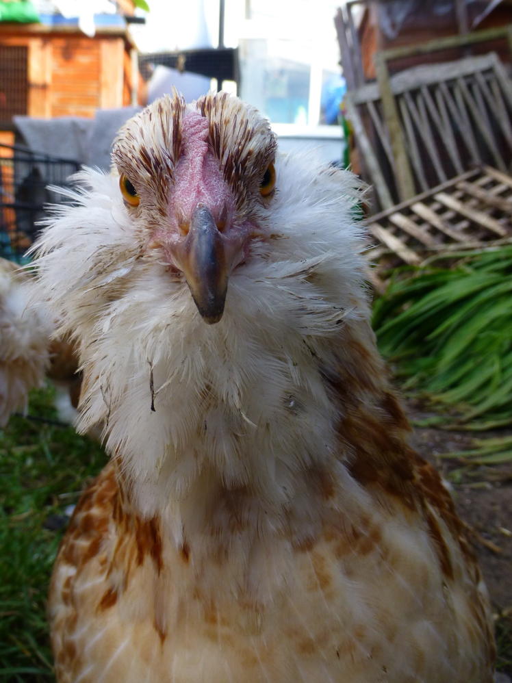 Faverolle For Sale Chickens Breed Information Omlet