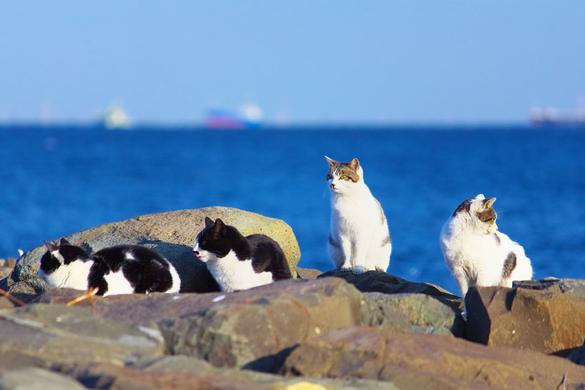 Feral cats by the sea