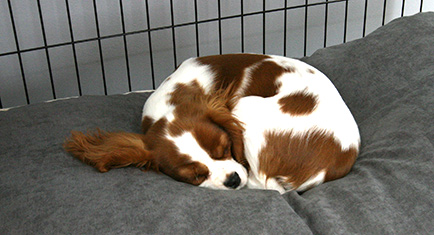 A soft, comfy dog bed in a Fido