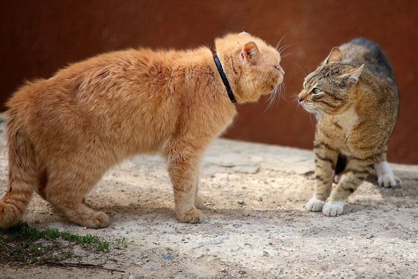 Aggressive cats fighting outside