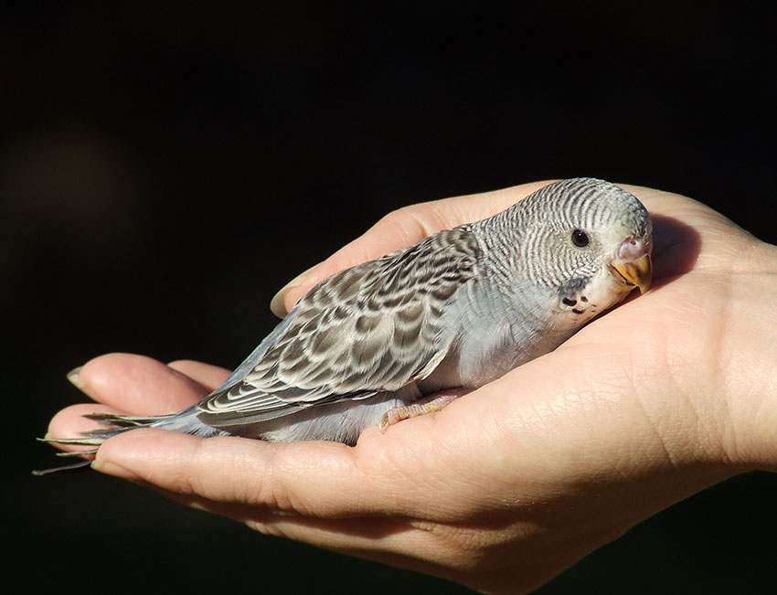 five week old parakeet