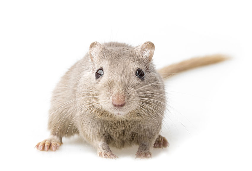 gerbil bar chewing