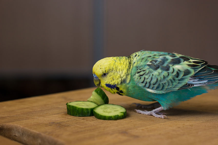 parakeet salad recipes