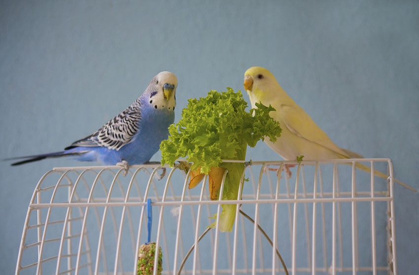 Male and female parakeets