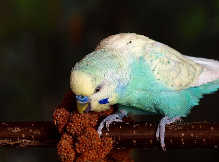 Parakeet eating millet