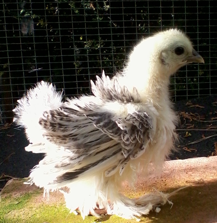 Frizzle For Sale Chickens Breed Information Omlet 