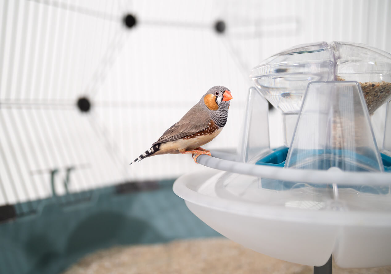 A finch sitting on the removable perching ring that surrounds the central feed station within the Geometric Bird Cage
