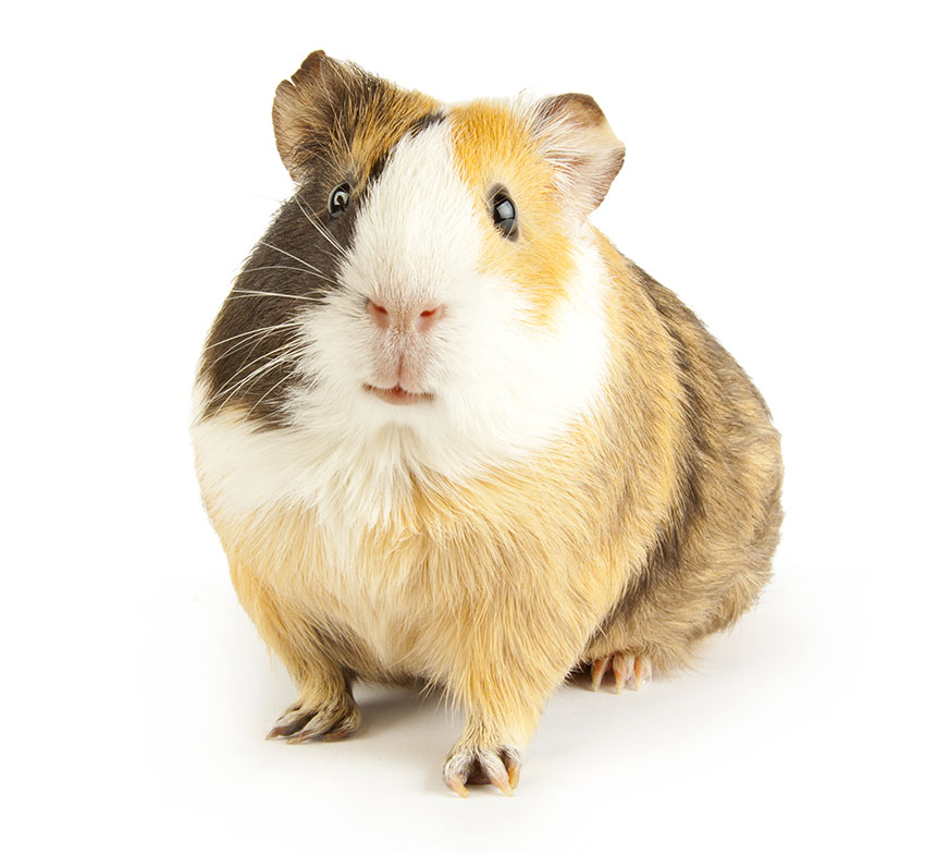 What Are The Differences Between A Gerbil And A Hamster?