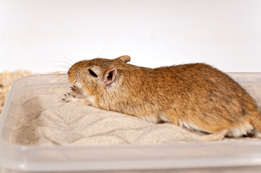 gerbil sand bath