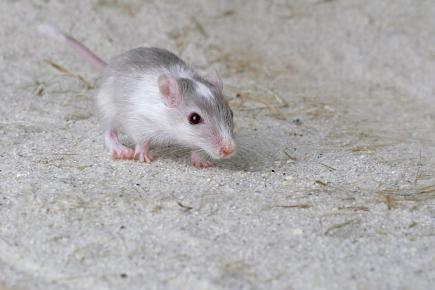 gerbil sand bath