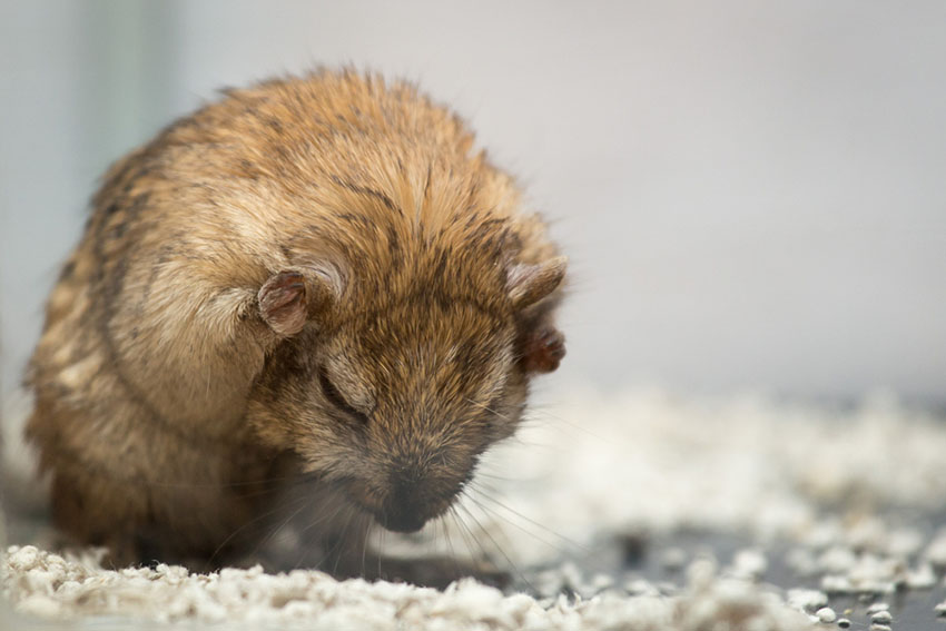 gerbil washing