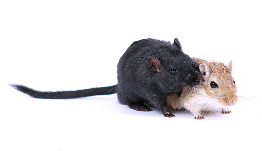 gerbils chirping