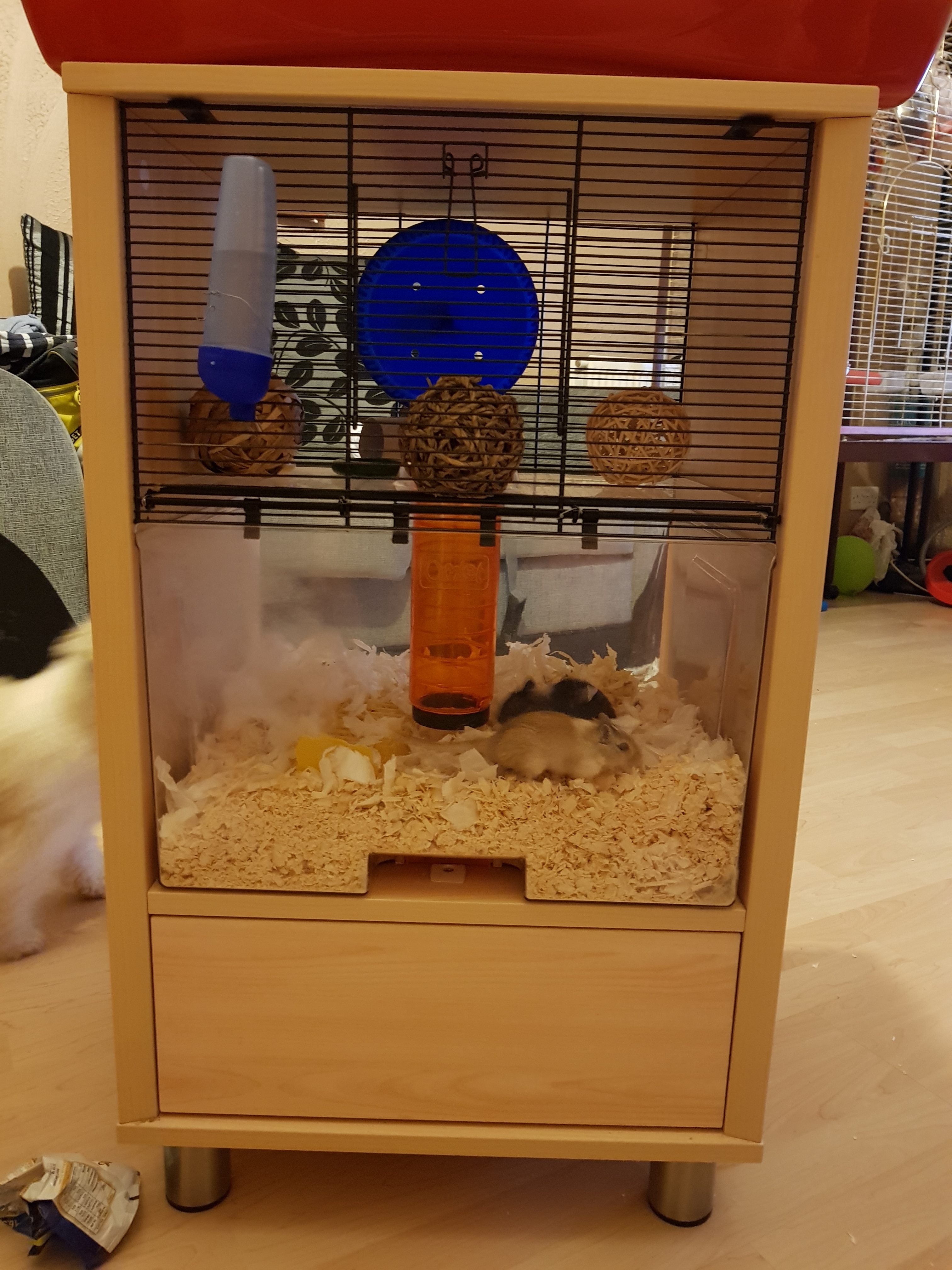 Holding Your Gerbil:  A Complete Guide To Safe Interaction - x45zsw6