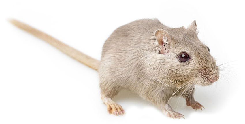 gerbil foot stomping