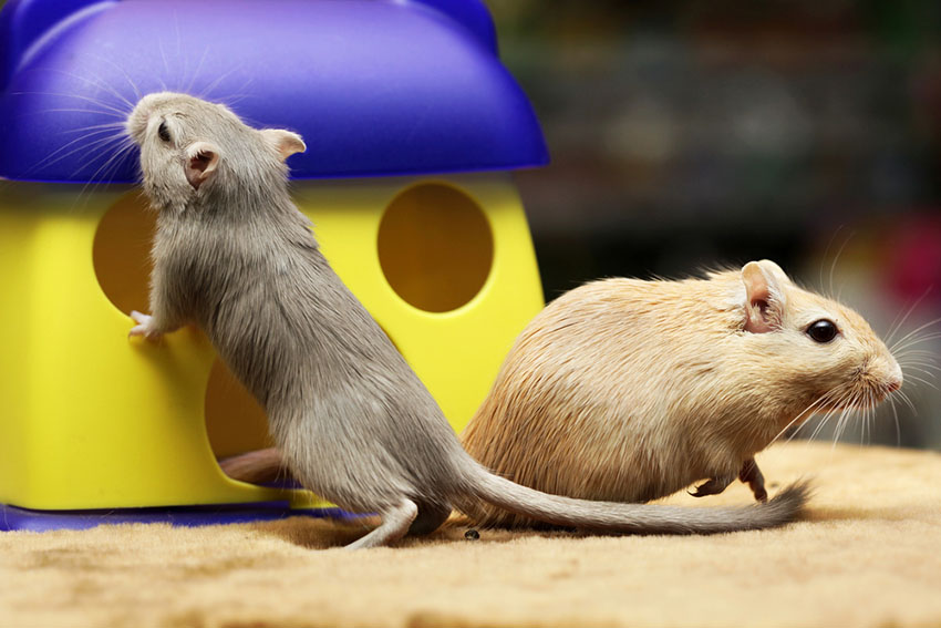 gerbils with toys