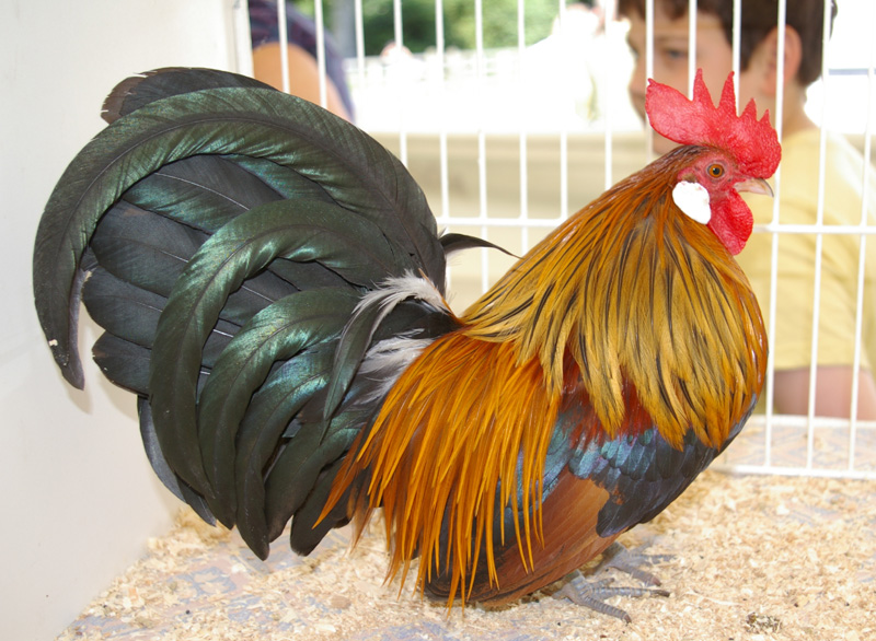Dutch Bantam For Sale Chickens Breed Information Omlet