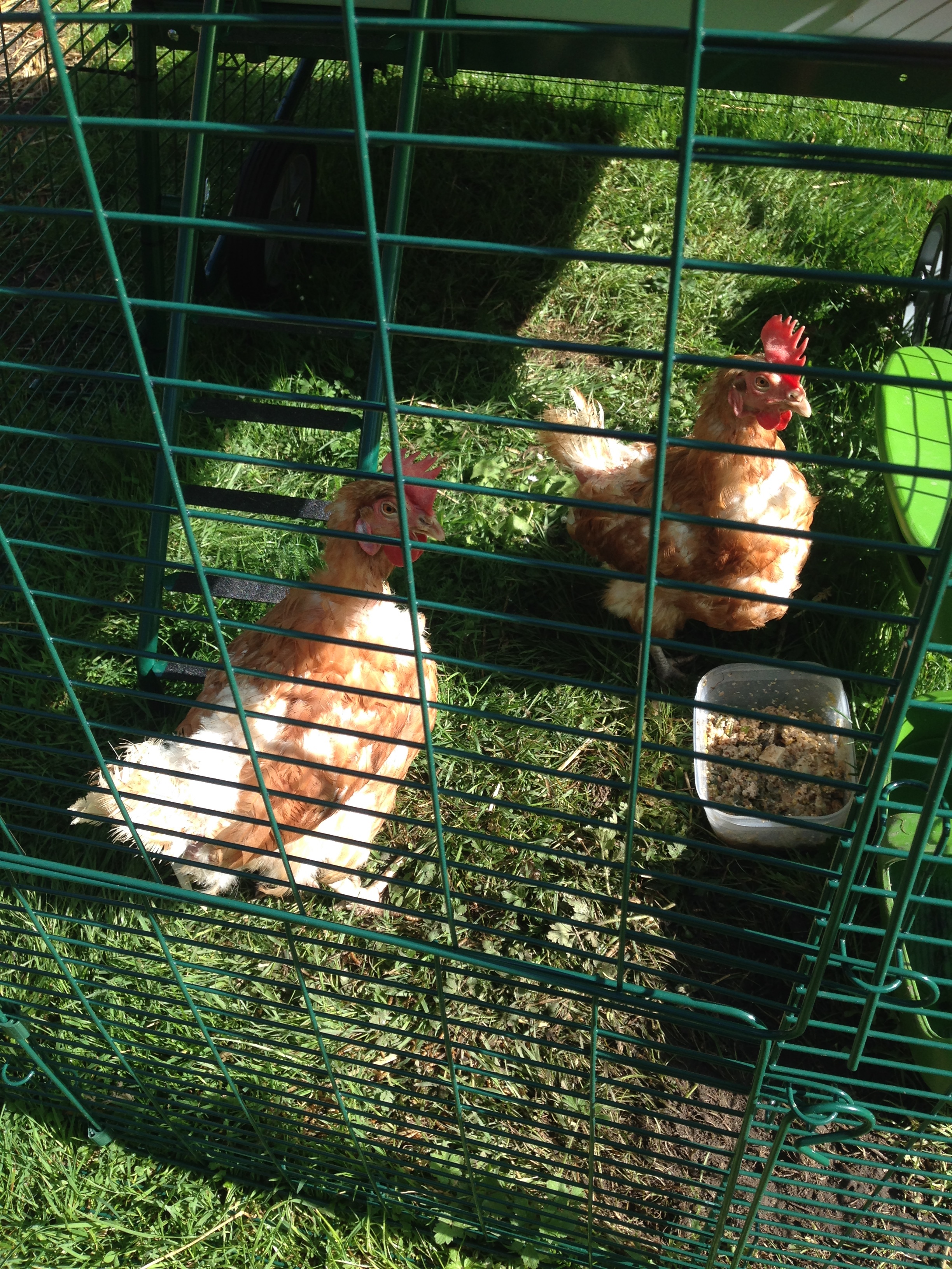 Large Chicken Coop Eglu Cube