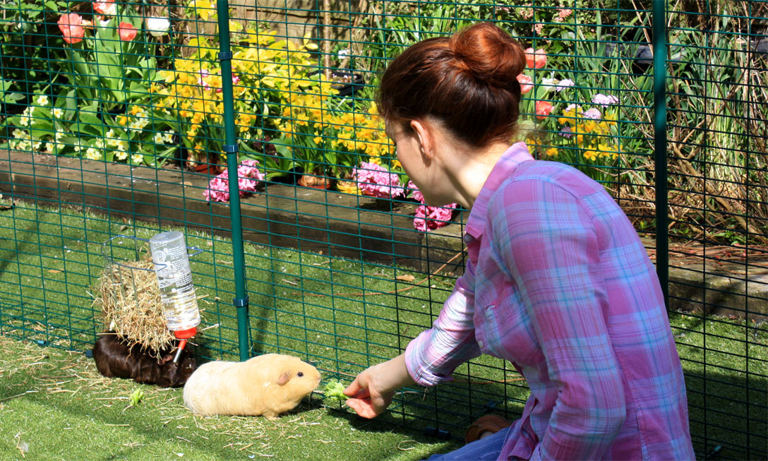 Small animal outdoor run cheap