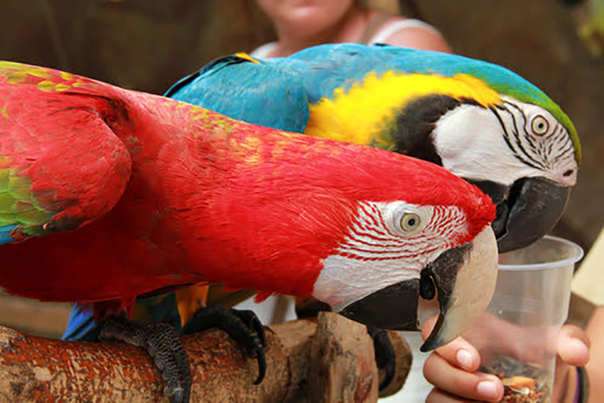 Green-Winged and Blue and Gold Macaws