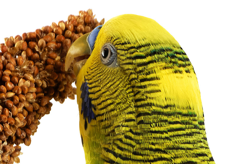 green parakeet eating millet