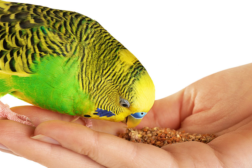 green parakeet feeding from hand