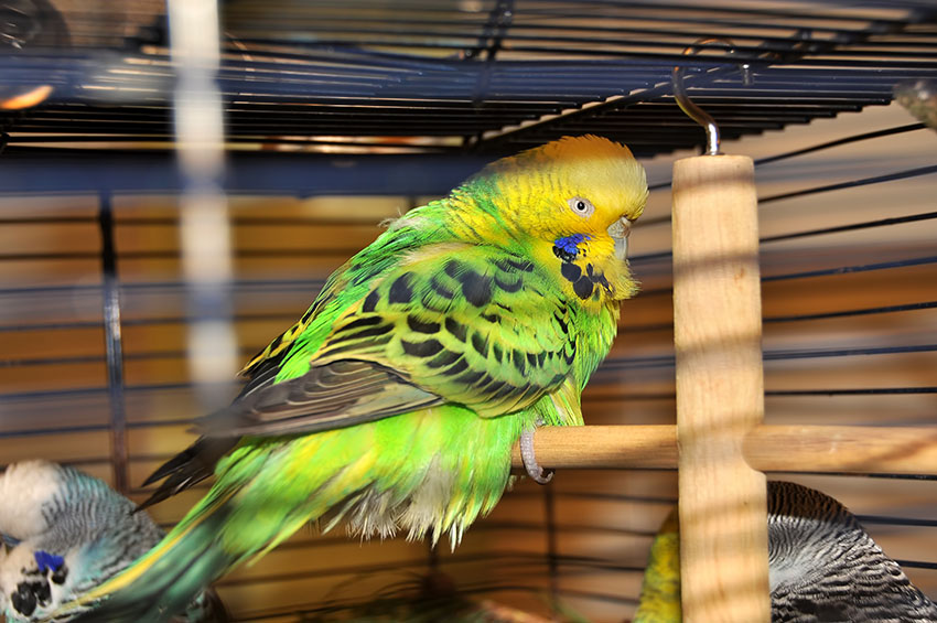 Green parakeet fluffed up