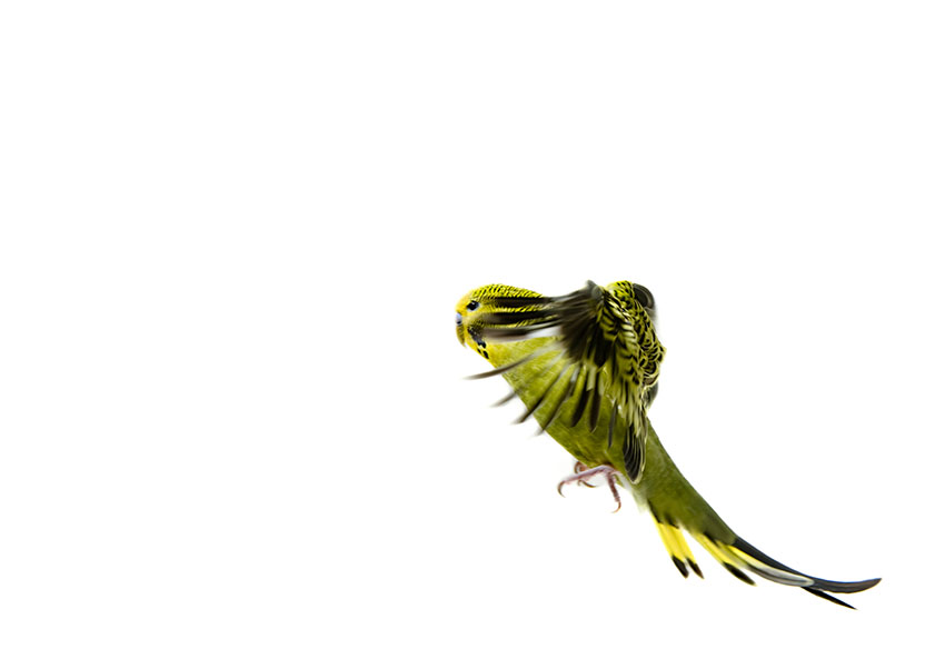 green parakeet flying