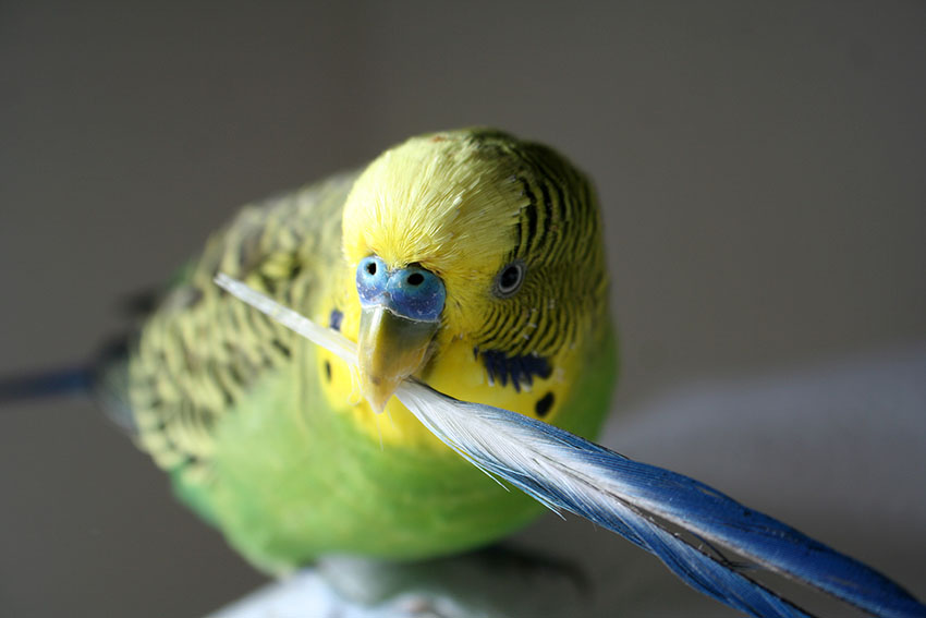 green parakeet holding a feather