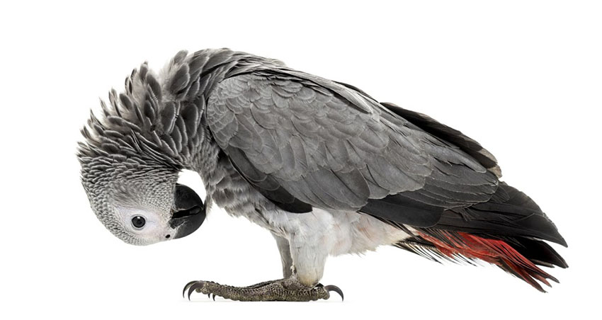 Grey Parrots are long-lived birds