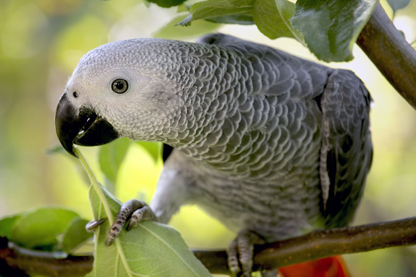 African Grey Parrot eating