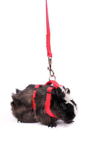 guinea pig going walkabout
