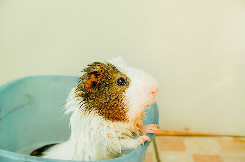 How To Bathe Your Guinea Pig | Guinea Pig Health | Guinea Pigs | Guide