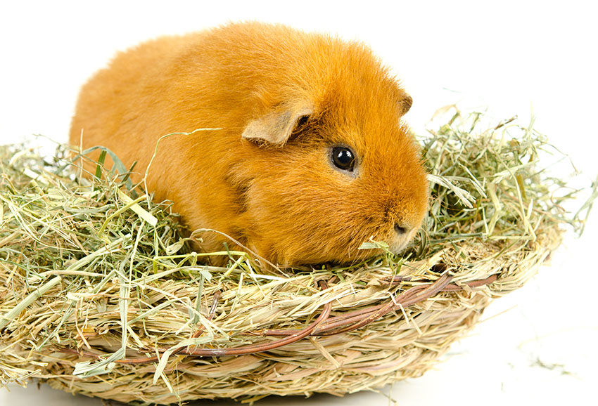 guinea pig on a diet