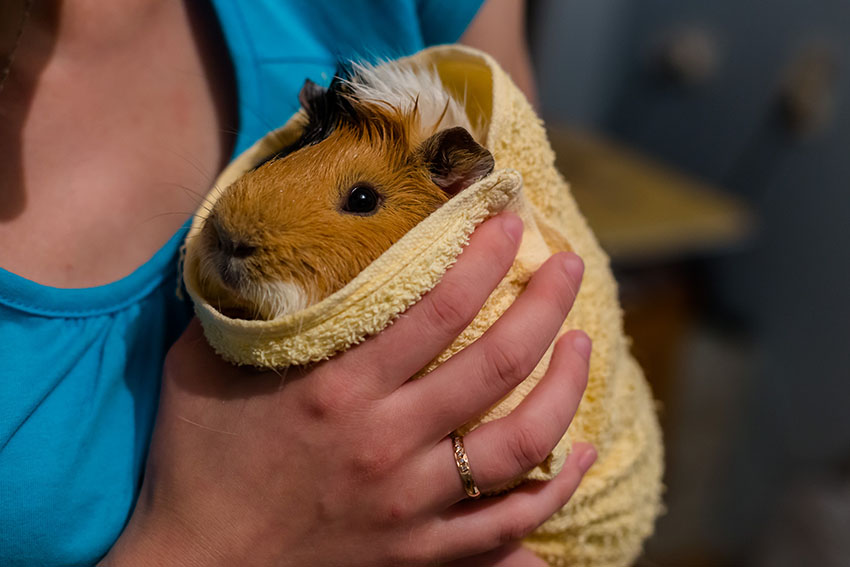 guinea pig shivering