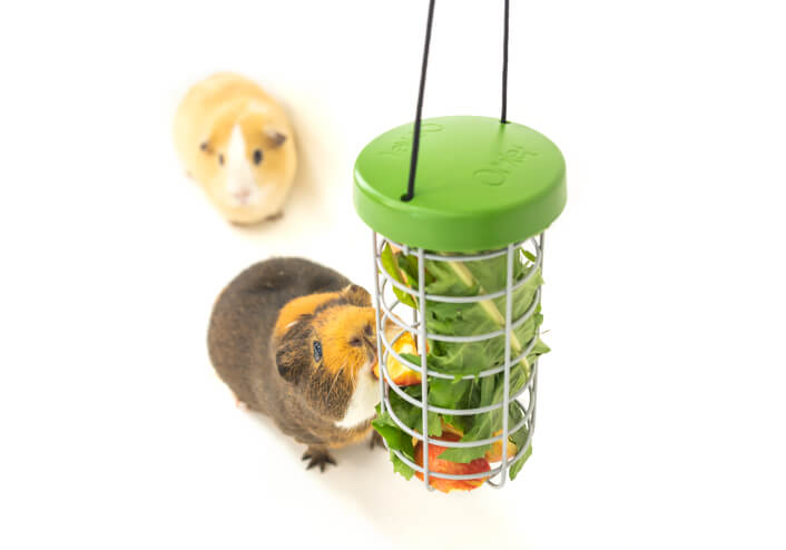 Guinea Pig Hutch Accessories Hutches Guinea Pigs Guide Omlet US